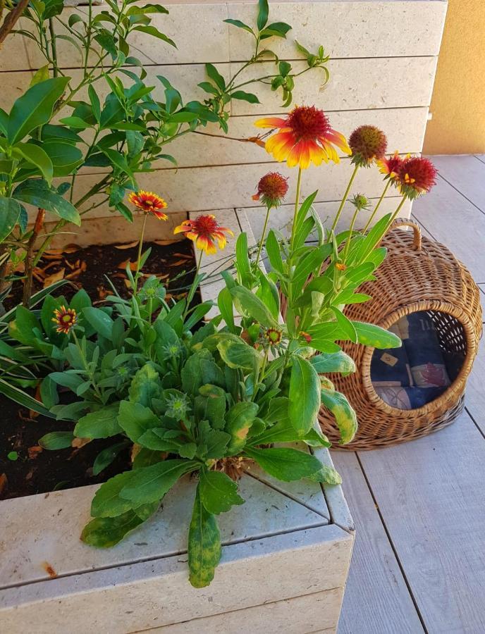 Apartmani Vrancic Mandre Luaran gambar